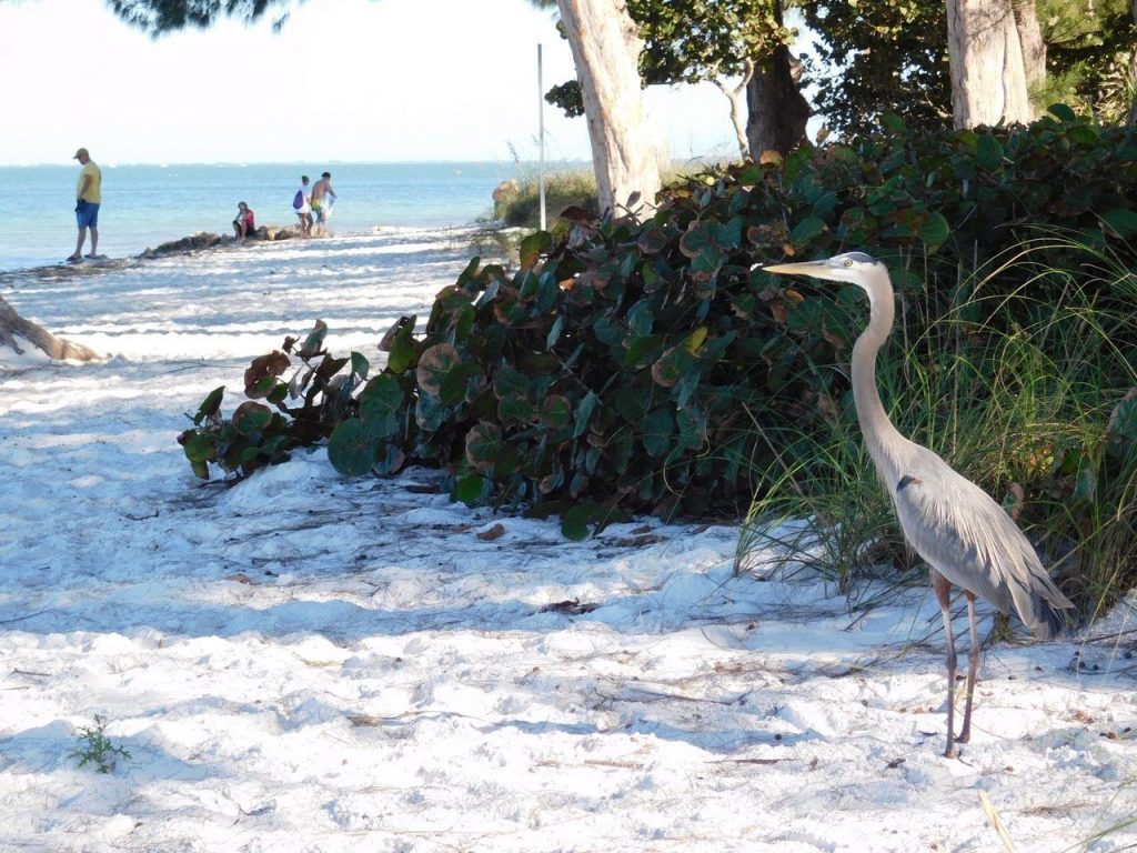 Héron bleu sur la plage d'Anna-Maria Island en Floride.