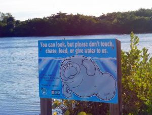 Lamantins dans la Mangrove de Lovers Key en Floride