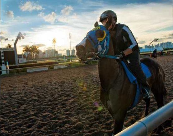 Entraînement de chevaux de courses au Gulfstream Park