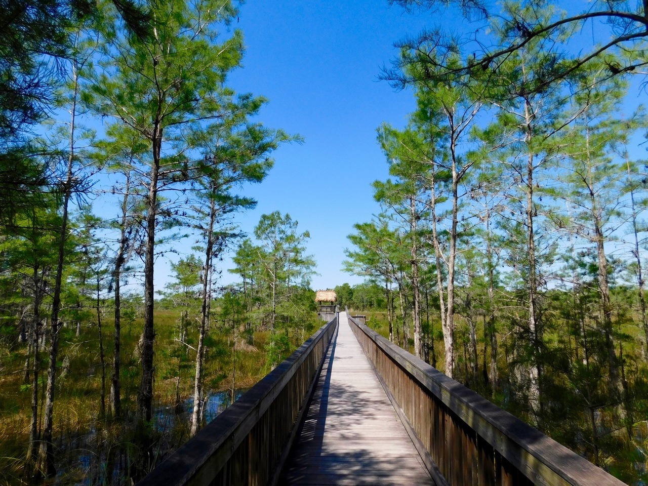 Le parc Grassy Waters Preserve (Everglades, à West Palm Beach)