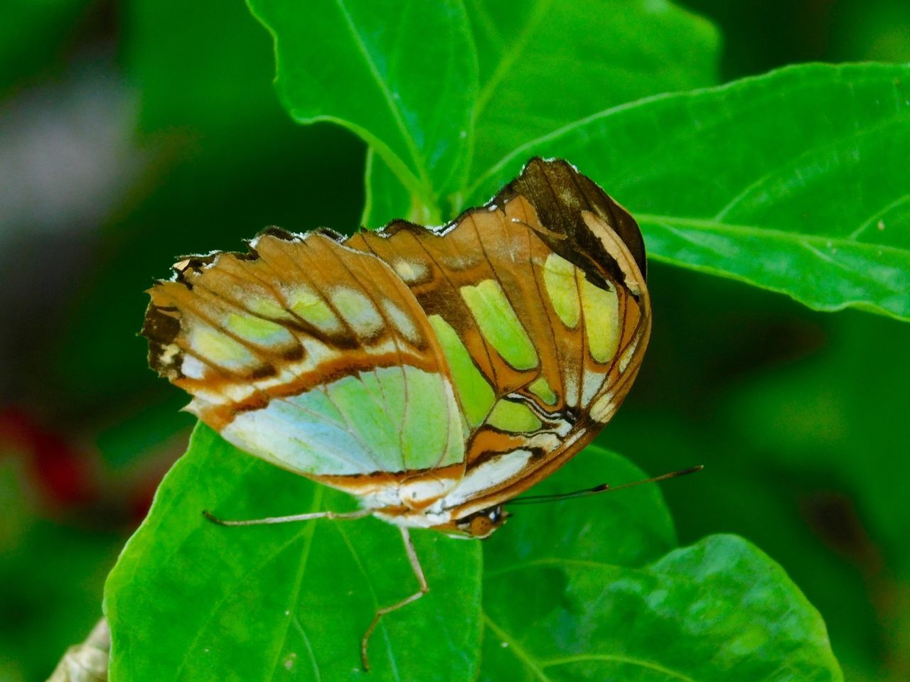 Butterfly World le temple du papillon à Coconut Creek (près de Fort