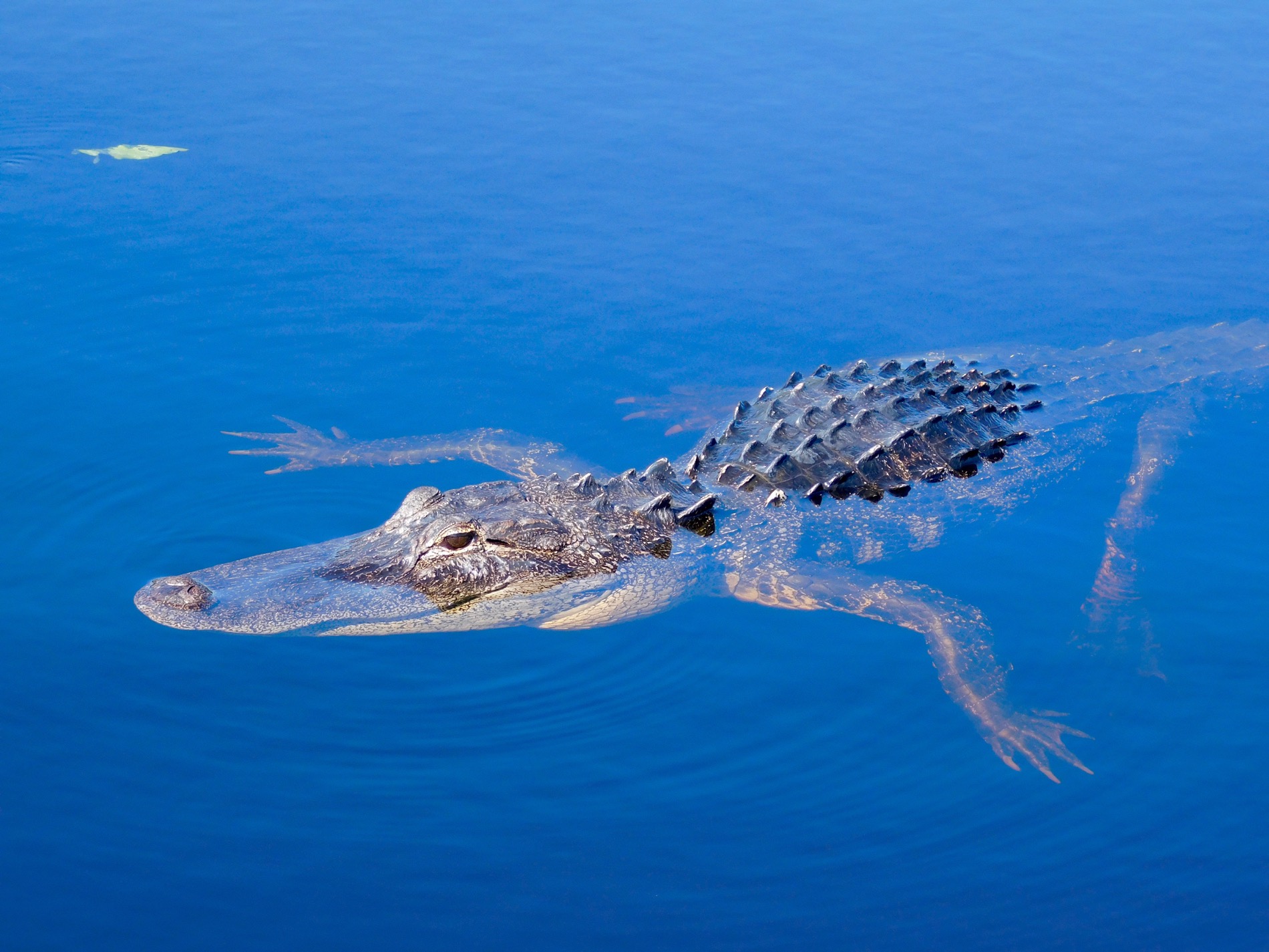 Alligator dans les Everglades