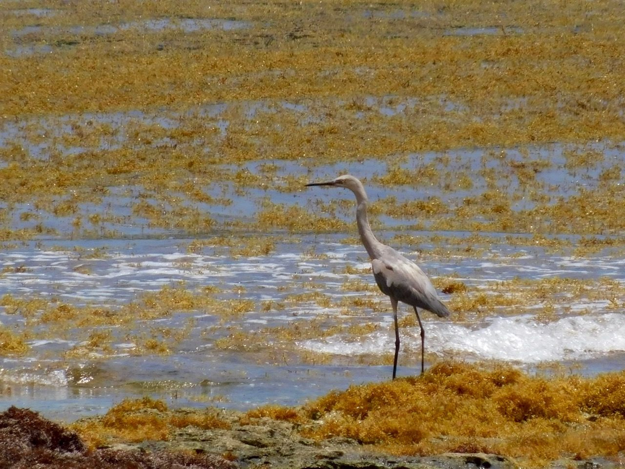 sargasses sur la plage de Paamul (Yucatan) en juillet 2018
