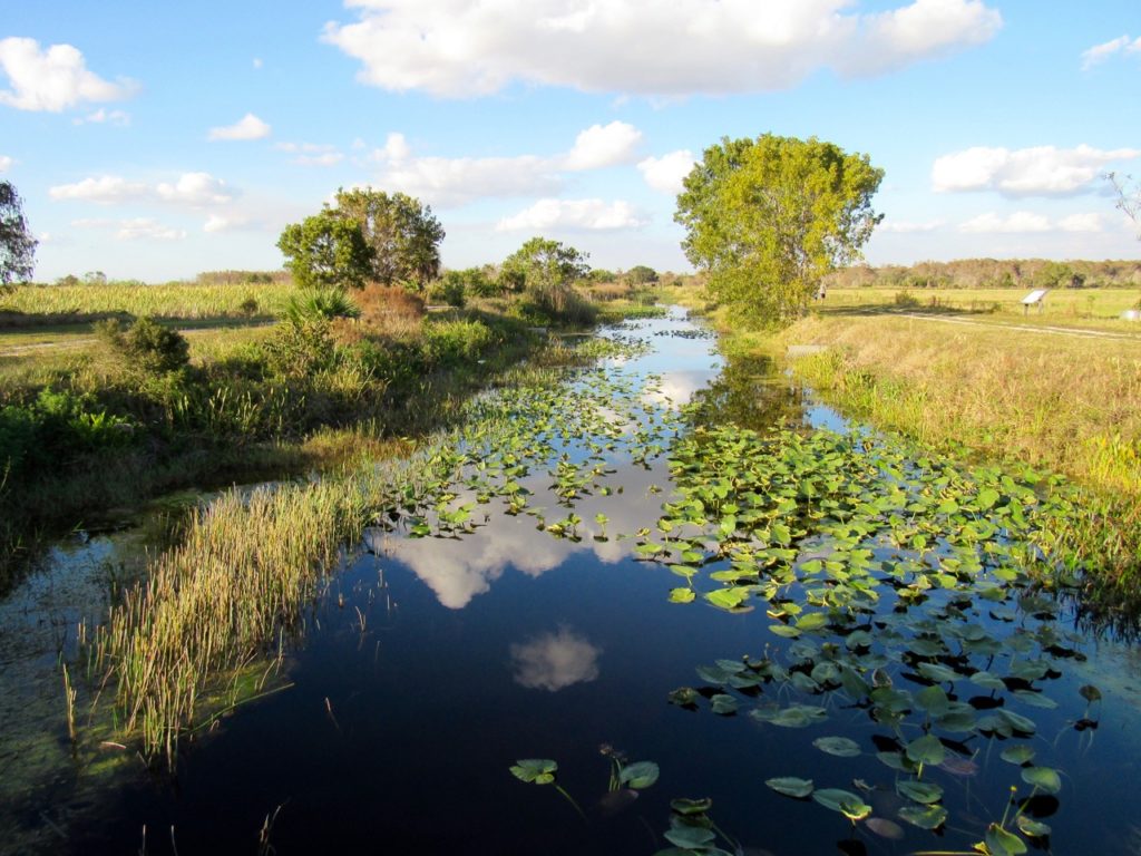 Les Everglades au Loxahatchee National Wildlife Refuge à Boynton Beach en Floride