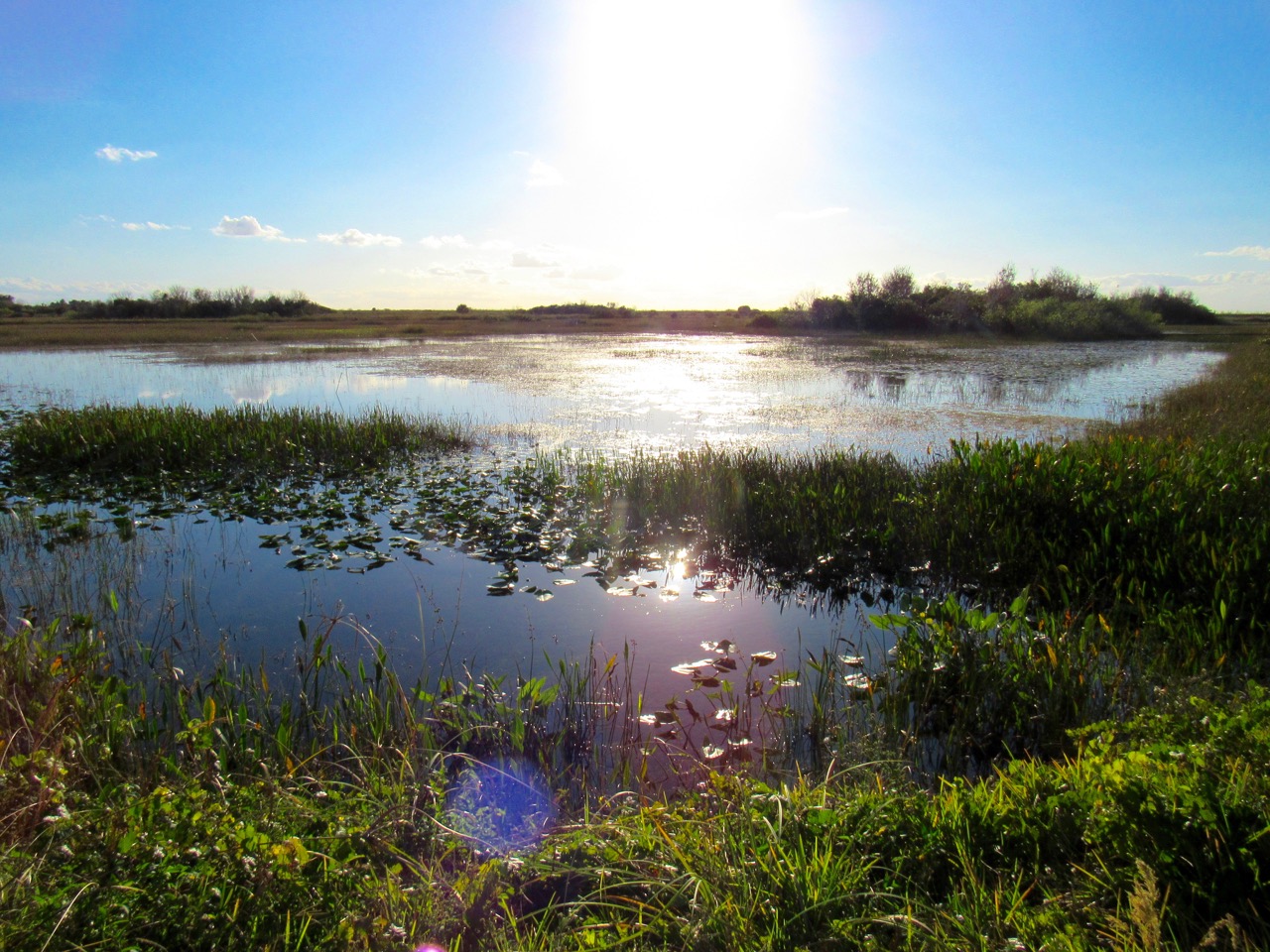 Les Everglades au Loxahatchee National Wildlife Refuge à Boynton Beach en Floride