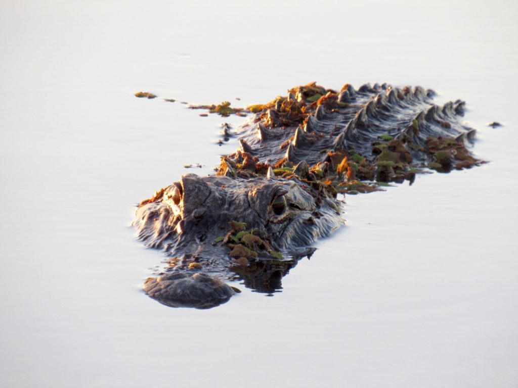 Alligator dans les Everglades au Loxahatchee National Wildlife Refuge à Boynton Beach en Floride