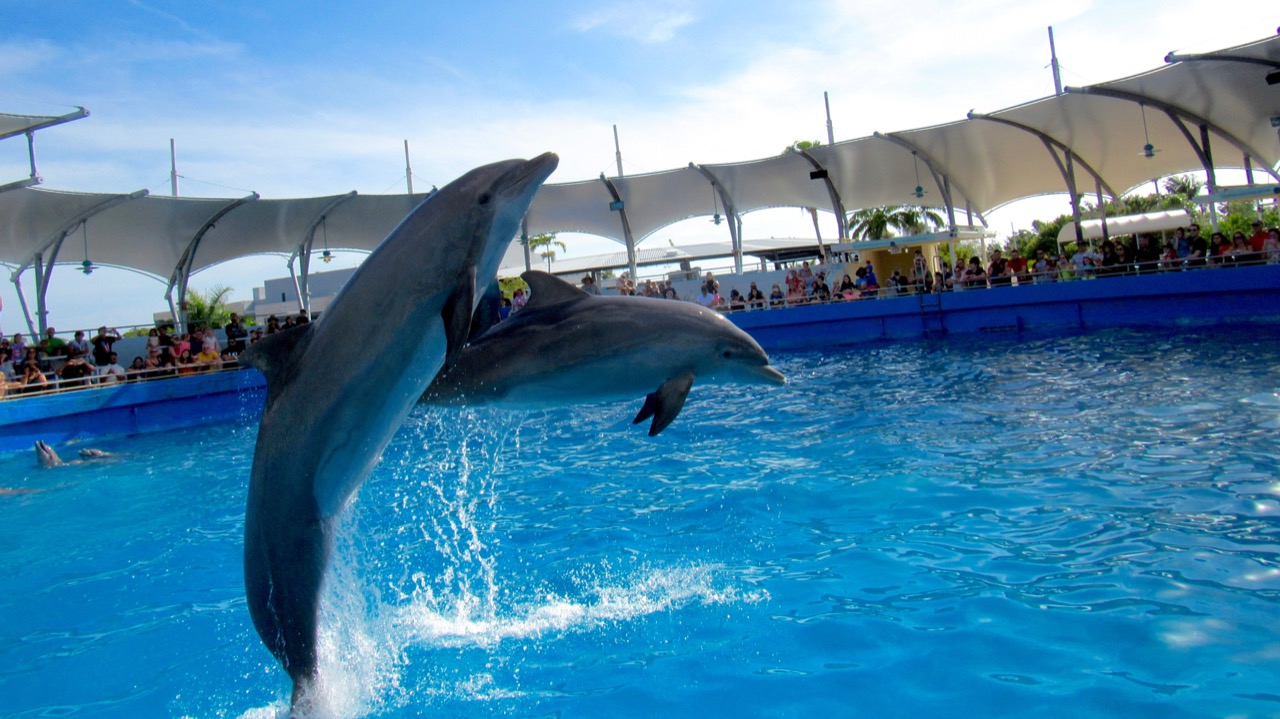 Dauphins bondissant au Miami Seaquarium