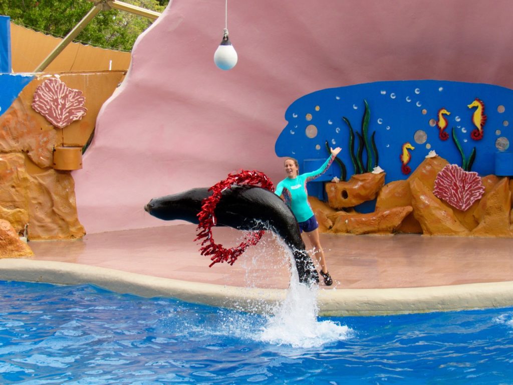Le spectacle des phoques au Miami Seaquarium