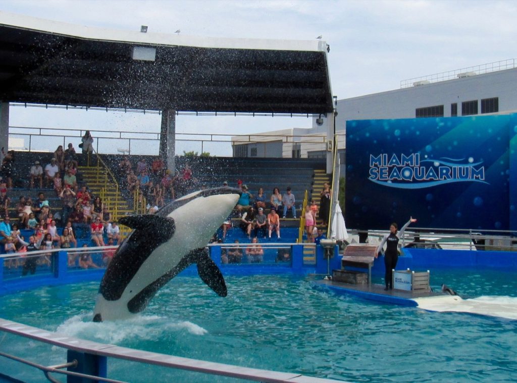 L'orque Lolita au Seaquarium