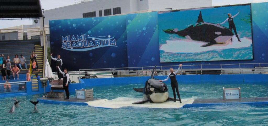 L'orque Lolita au Seaquarium