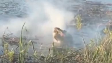 Floride : De la fumée sort d'un alligator qui vient de manger un drone !