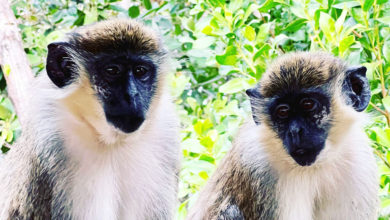 Les singes de Dania Beach, près de l'aéroport de Fort Lauderdale