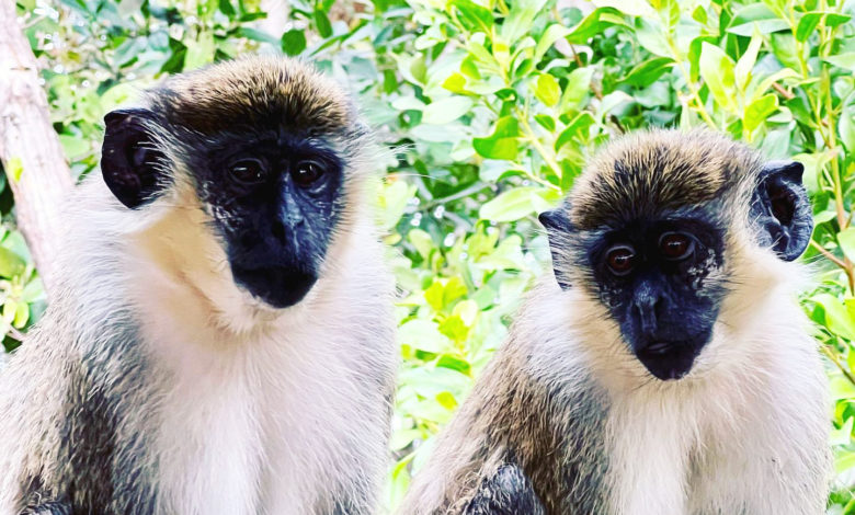 Les singes de Dania Beach, près de l'aéroport de Fort Lauderdale