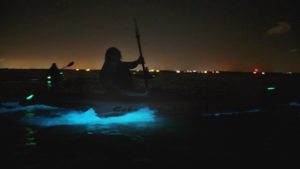 Faire du canoë au milieu des phénomènes bioluminescents