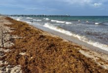 Comment éviter les algues sargasses dans la région de Miami cet été : nos conseils ! Cette photo : Lauderdale-by-the-Sea le 5 août 2022