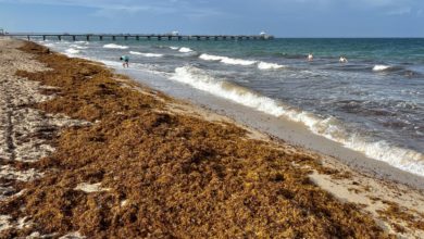 Comment éviter les algues sargasses dans la région de Miami cet été : nos conseils ! Cette photo : Lauderdale-by-the-Sea le 5 août 2022