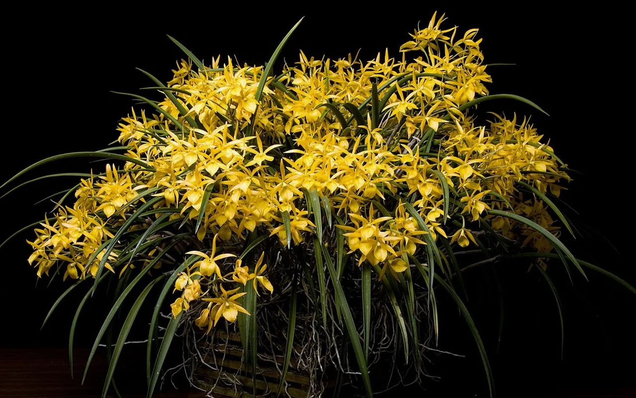 Redland International Orchid Show