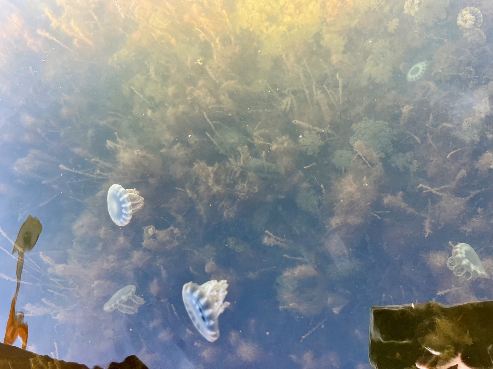 Les "méduses à l'envers" (et à l'endroit) au Curry Hammock State Park 