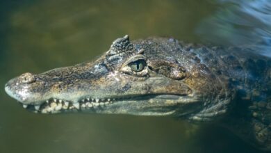 crocodile in lake