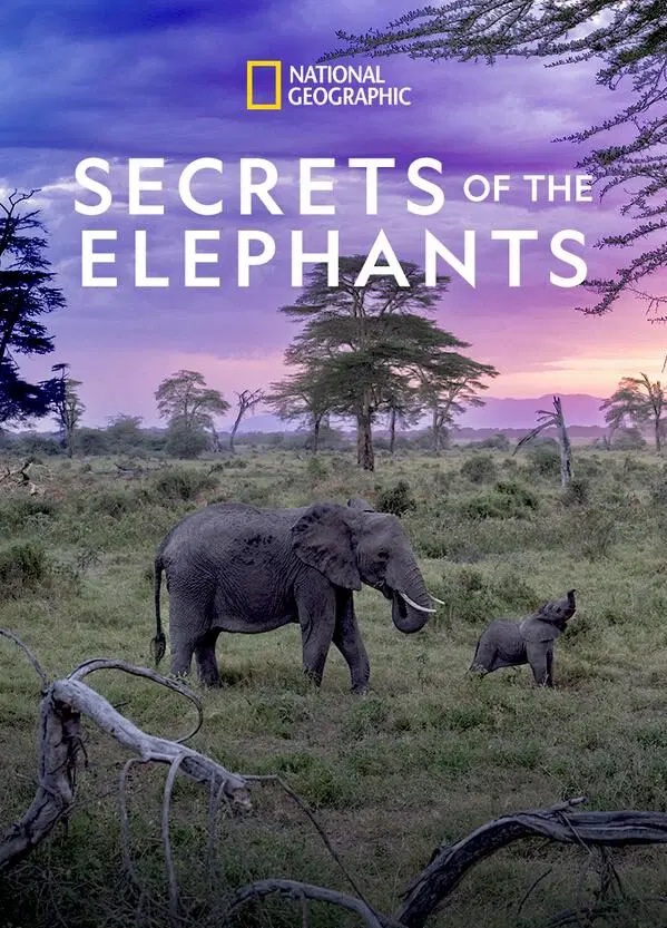 Secrets of the Elephants (docu)