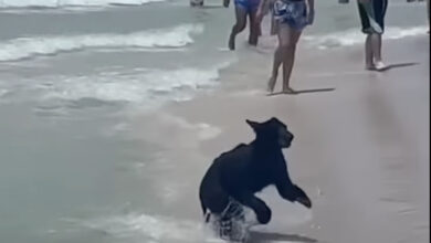 Vidéo : Un ours va prendre un bain de mer sur la plage de Destin (Floride)