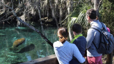Florida Manatee Festival
