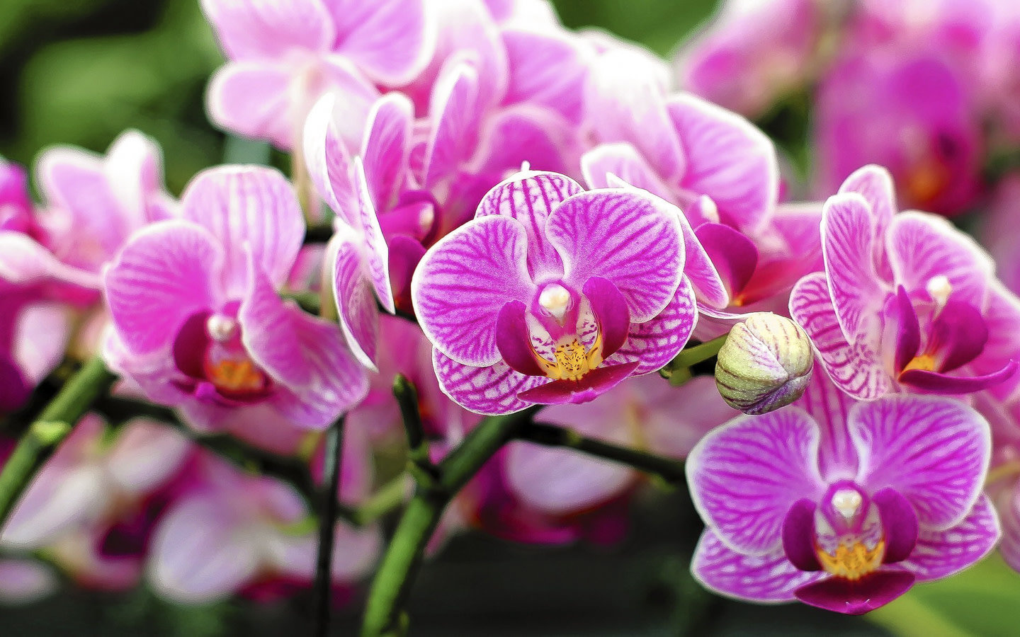 Orchids in Bloom