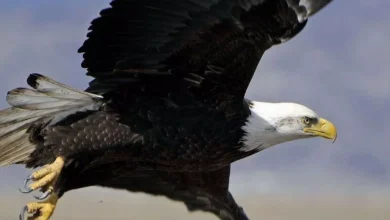 aigle américiain