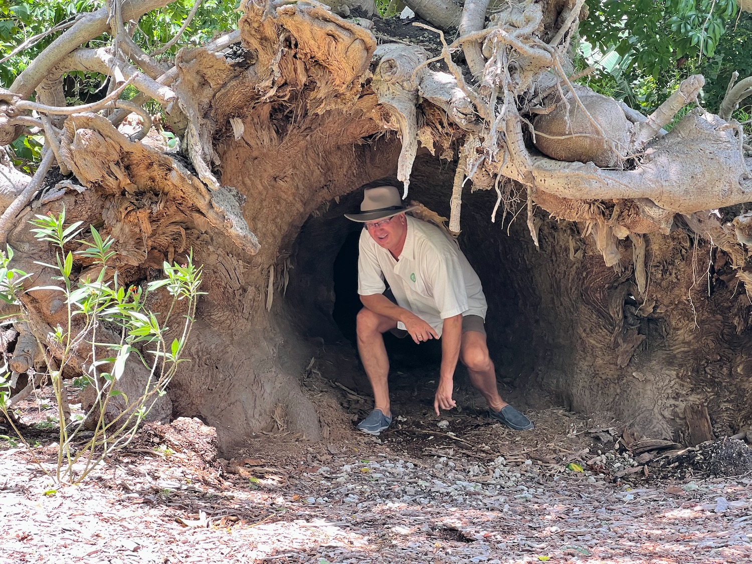 A l'intérieur d'un baobab !