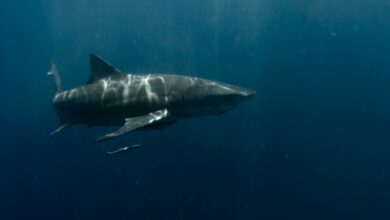 Un grand requin blanc