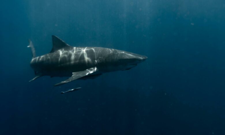 Un grand requin blanc