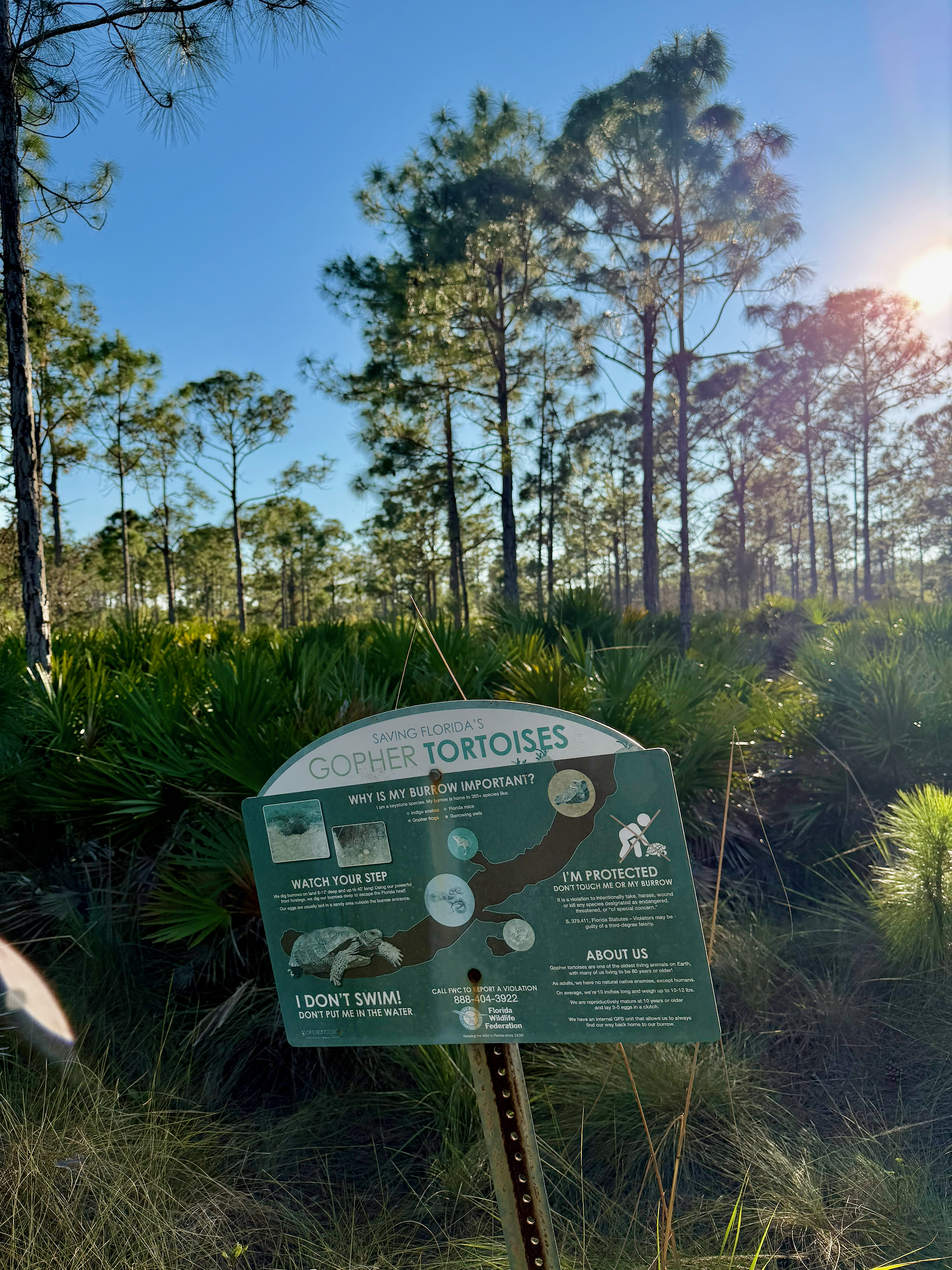 Attention de ne pas marcher sur une tortue de gopher dans la pinède !