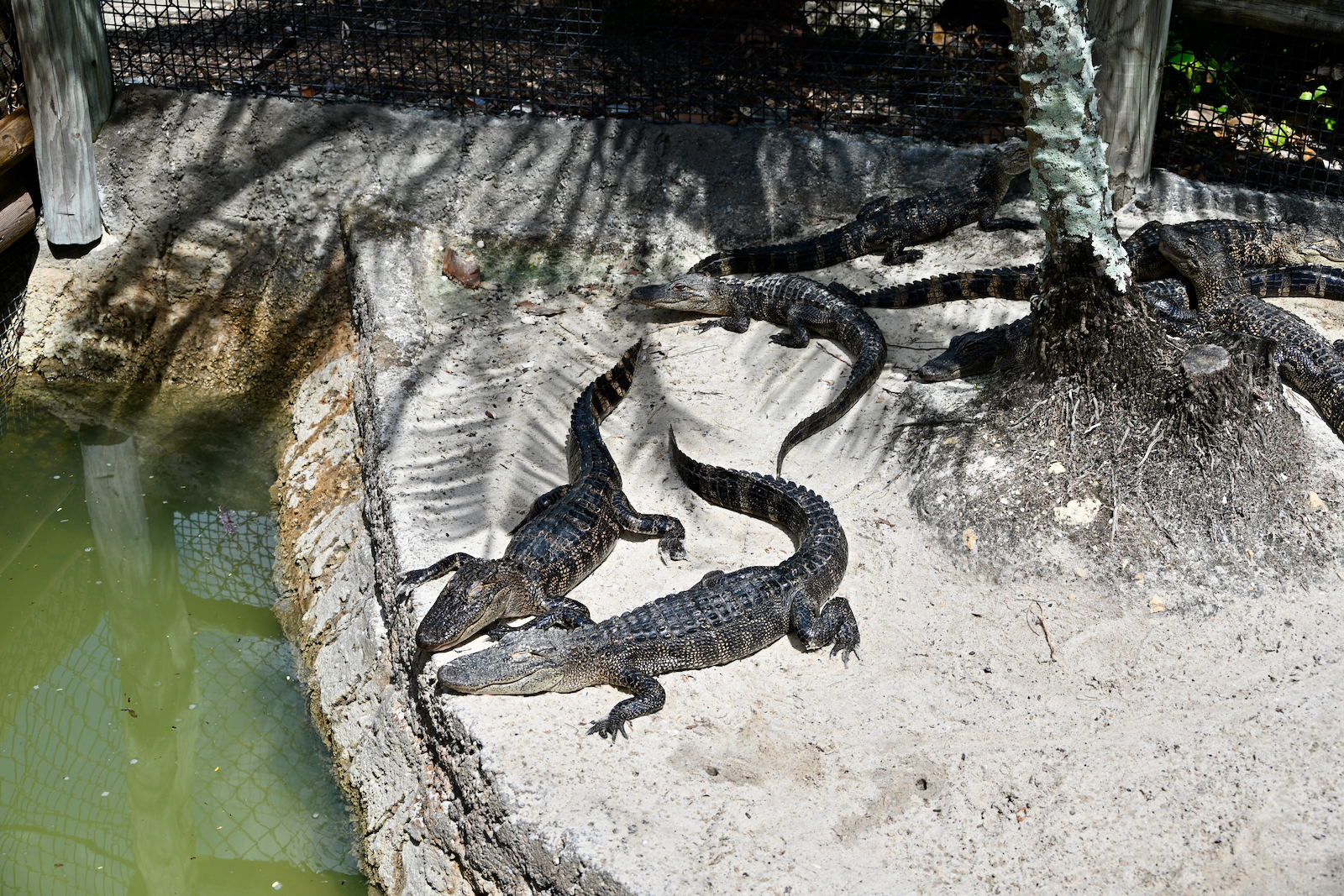 Congo River mini-golf de Bonita Springs : on a testé pour vous ce 18 trous spectaculaire et familial qui séduit les visiteurs