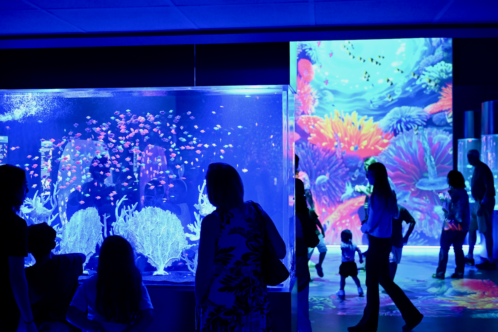 Jellyfish Museum de Pompano Beach : plongez au milieu des méduses (sans vous mouiller !)