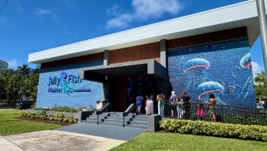 Jellyfish Museum de Pompano Beach : plongez au milieu des méduses (sans vous mouiller !)