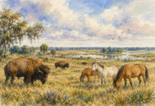 Des bisons et des chevaux sauvages en Floride : le miracle de Paynes Prairie