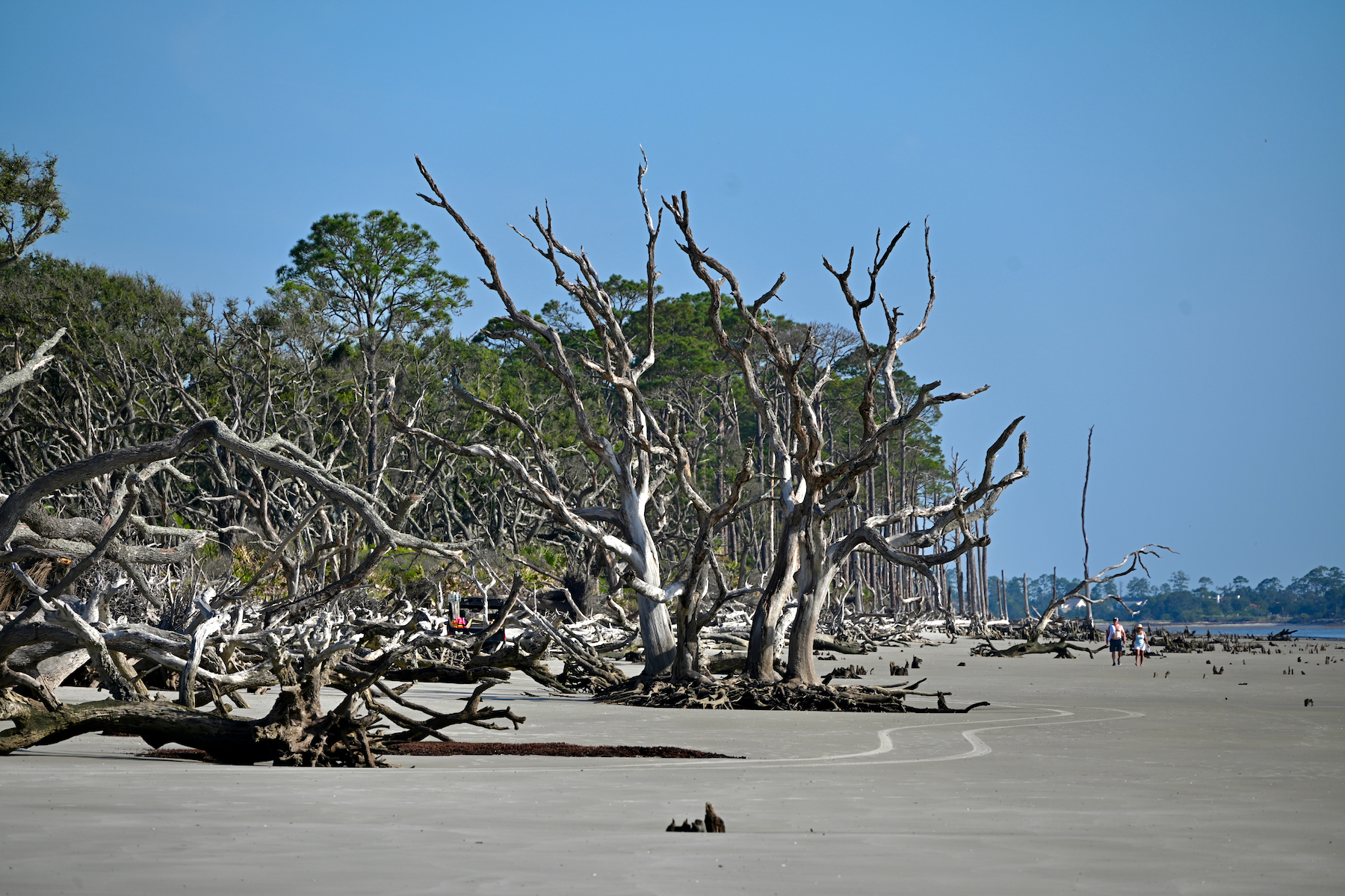 La plage de Driftwood Beach sur Jekyll Island