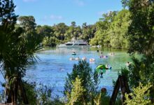 Silver Glen Springs : une oasis turquoise au cœur de la forêt d'Ocala (Floride)