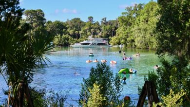 Silver Glen Springs : une oasis turquoise au cœur de la forêt d'Ocala (Floride)