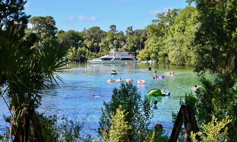Silver Glen Springs : une oasis turquoise au cœur de la forêt d'Ocala (Floride)
