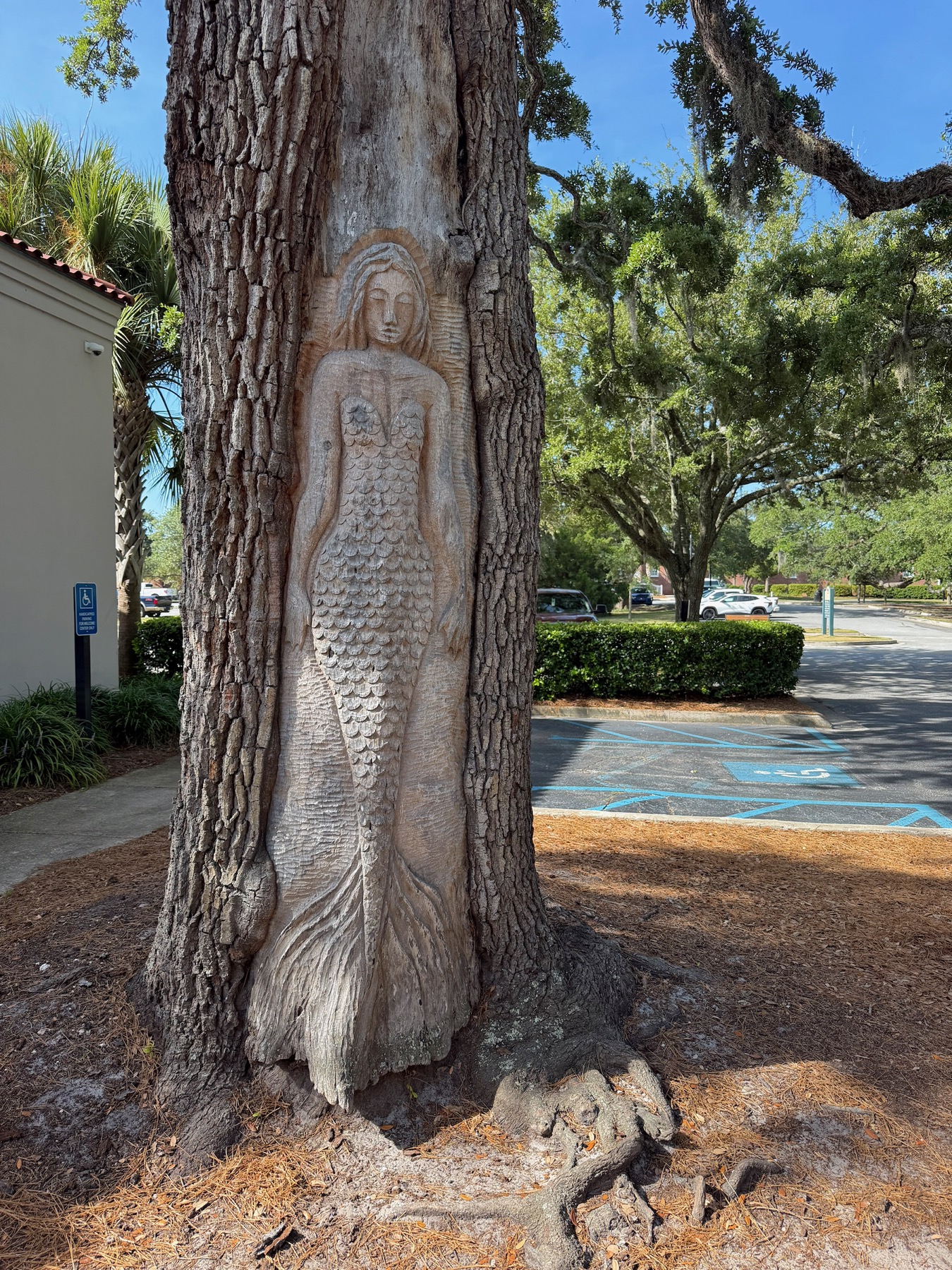 Procurez vous au visitor center ou sur internet une carte afin d'aller chasser les "tree spirits" : des sculptures sur les arbres disséminées un peu partout à St Simons Island