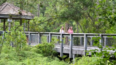 Tall Cypress Natural Area : une parenthèse forestière au cœur de Coral Springs (comté de Broward en Floride)