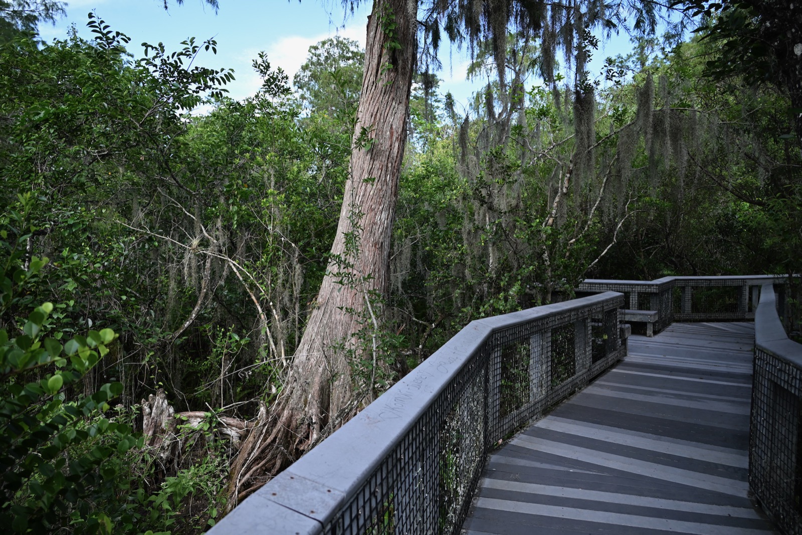 Tall Cypress Natural Area : une parenthèse forestière au cœur de Coral Springs (comté de Broward en Floride)