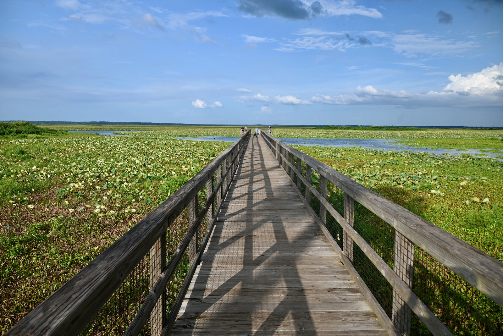 Une vue sur les parties humides de la Paynes Prairie