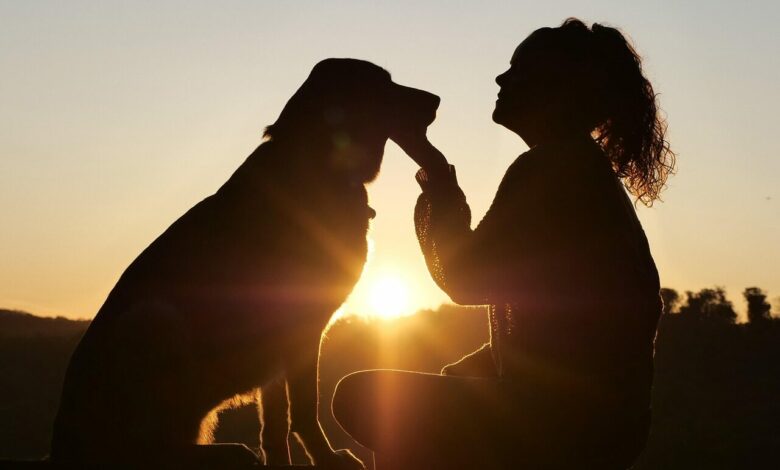 Gardiennage de chien, chat ou animaux domestiques en Floride